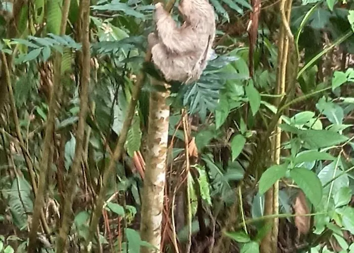 Selva Linda Lodge Jungle Wildlife Vue And Birdwatching